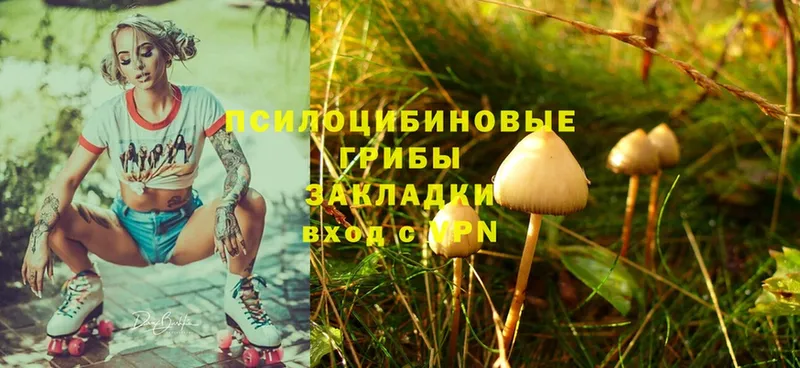 Псилоцибиновые грибы Psilocybine cubensis  Сафоново 